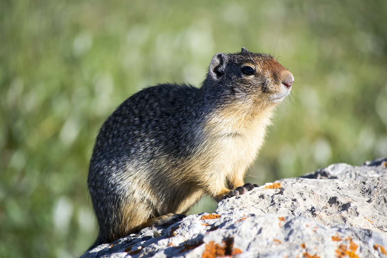 10 Fun Crafts for Celebrating Groundhog Day